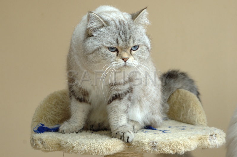 BRITISH SHORTHAIR 001.jpg